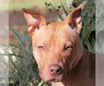 View Ad: Staffordshire Bull Terrier-Vizsla Mix Dog for ...