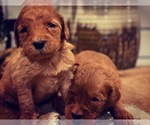Small #14 Goldendoodle