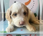 Puppy 2 English Setter-Goldendoodle Mix