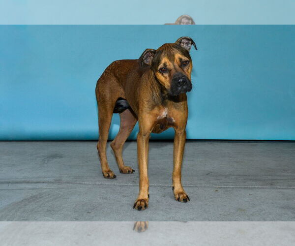 Medium Photo #2 Boxer Puppy For Sale in Pasadena, CA, USA