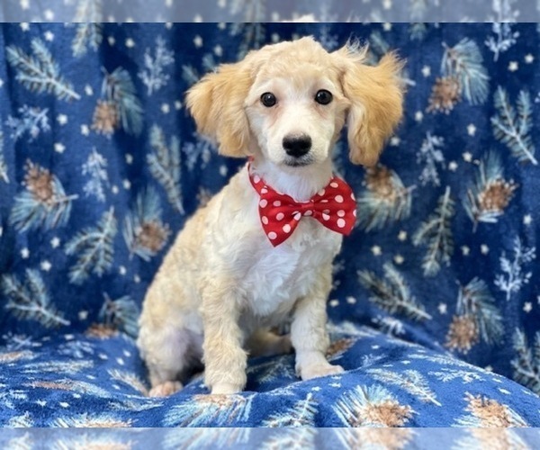 Medium Photo #3 Poodle (Miniature) Puppy For Sale in LAKELAND, FL, USA