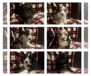 Aussiedoodle Puppy for sale in LUDLOW, MO, USA