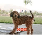 Small Photo #1 Poodle (Miniature) Puppy For Sale in LINDSAY, CA, USA