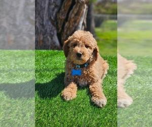 Goldendoodle (Miniature) Puppy for sale in INDIANAPOLIS, IN, USA