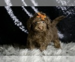 Puppy Choco YorkiePoo