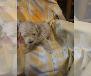 Poodle (Miniature) Puppy for sale in UNION GROVE, AL, USA