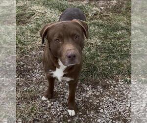 Labrador Retriever-Unknown Mix Dogs for adoption in Sistersville, WV, USA