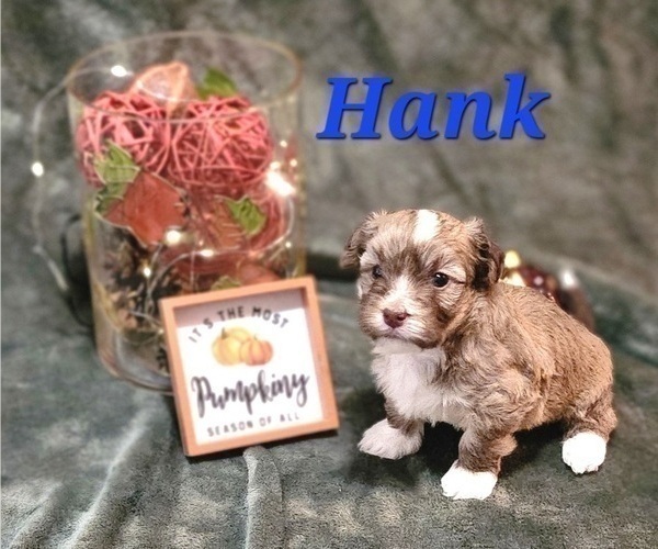Medium Photo #49 Havanese Puppy For Sale in ALBION, PA, USA