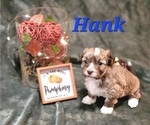 Small #11 Havanese