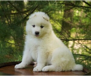 Samoyed Puppy for sale in FREDERICKSBURG, OH, USA