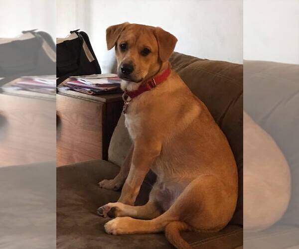 Medium Photo #3 Labrador Retriever-Unknown Mix Puppy For Sale in Oakhurst, NJ, USA