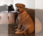Small #2 Labrador Retriever Mix
