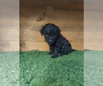 Small Photo #13 Poodle (Miniature) Puppy For Sale in FILLMORE, UT, USA