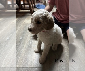 Medium Goldendoodle