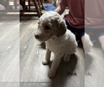 Puppy 4 Goldendoodle