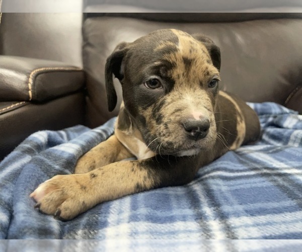 Medium Photo #42 American Bully Puppy For Sale in REESEVILLE, WI, USA