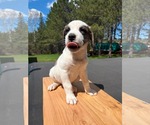 Small #2 Mutt