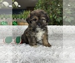 Small Photo #2 Shorkie Tzu Puppy For Sale in GREENFIELD, IN, USA