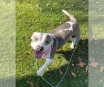 Small #2 American Pit Bull Terrier Mix