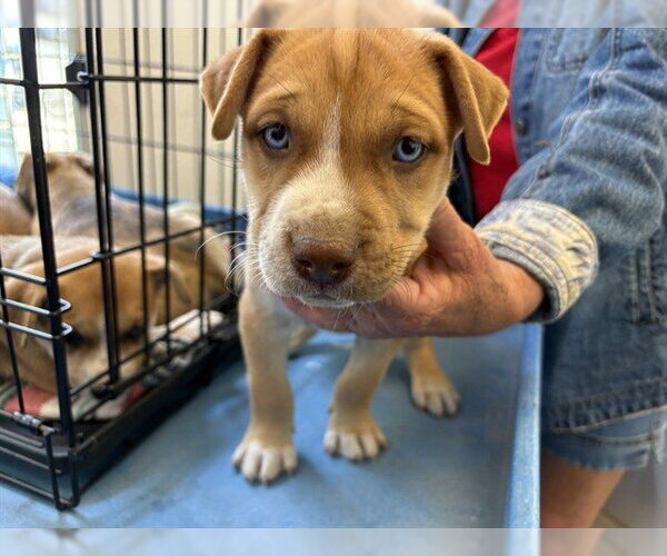 Medium Photo #1 Mutt Puppy For Sale in Corona, CA, USA