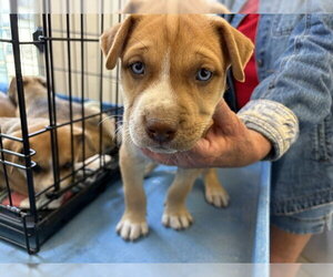 Mutt Dogs for adoption in Corona, CA, USA