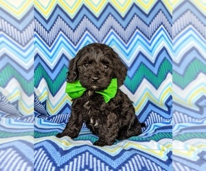 Cock-A-Poo Puppy for sale in NEW HOLLAND, PA, USA