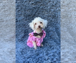 Cavapoo Puppy for sale in JEFFERSONVILLE, IN, USA