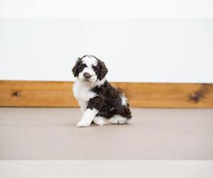 Lagotto Romagnolo Puppy for sale in SEYMOUR, MO, USA