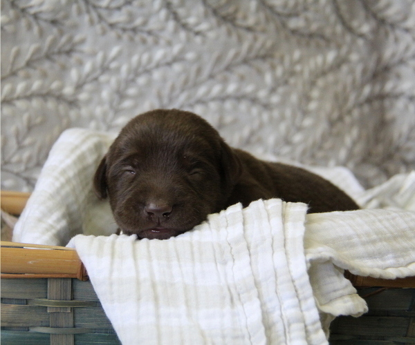 Medium Photo #2 Labrador Retriever Puppy For Sale in HYDE PARK, VT, USA