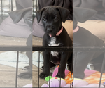 Small Labrador Retriever Mix