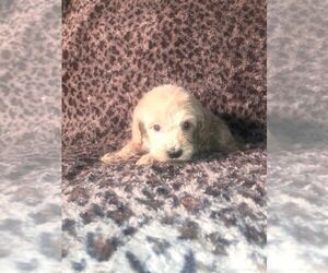 Goldendoodle (Miniature) Puppy for sale in BLMGTN, IN, USA