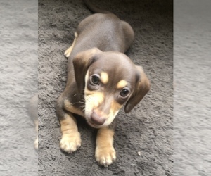 Dachshund Puppy for sale in CHARLOTTESVILLE, VA, USA