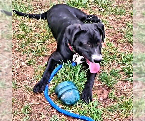 Medium Photo #3 Labrador Retriever Puppy For Sale in Rutherfordton, NC, USA
