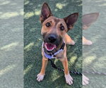 Fresca - Female German Shepherd Dog-Unknown Mix Dog for Adoption - Small photo