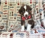 Small #8 Miniature Australian Shepherd