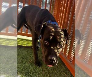 Mutt Dogs for adoption in Las Vegas, NV, USA