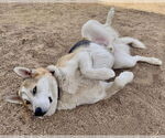 Small #3 Huskies  Mix