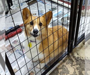 Pembroke Welsh Corgi Dogs for adoption in Mukwonago, WI, USA