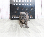 Small Photo #1 Faux Frenchbo Bulldog Puppy For Sale in MARIETTA, GA, USA