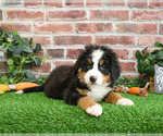 Small #4 Bernese Mountain Dog