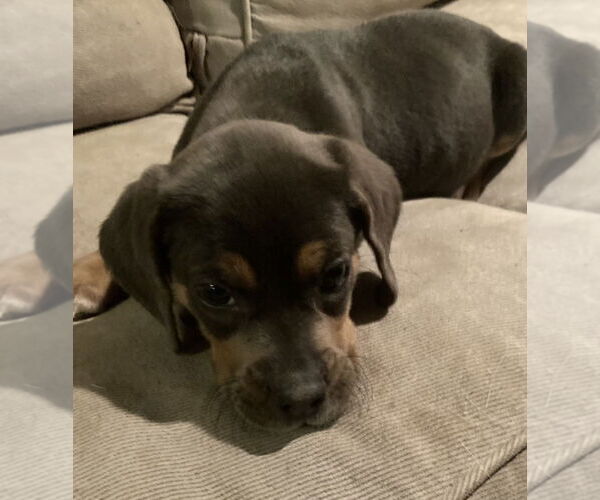 Medium Photo #2 Beagle-Unknown Mix Puppy For Sale in Pottstown, PA, USA