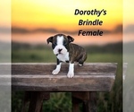 Image preview for Ad Listing. Nickname: Litter of 2