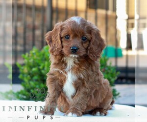 Cavapoo (Miniature) Puppy for sale in LITITZ, PA, USA