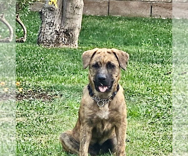 Medium Photo #5 Plott Hound-Unknown Mix Puppy For Sale in San Juan Capistrano, CA, USA