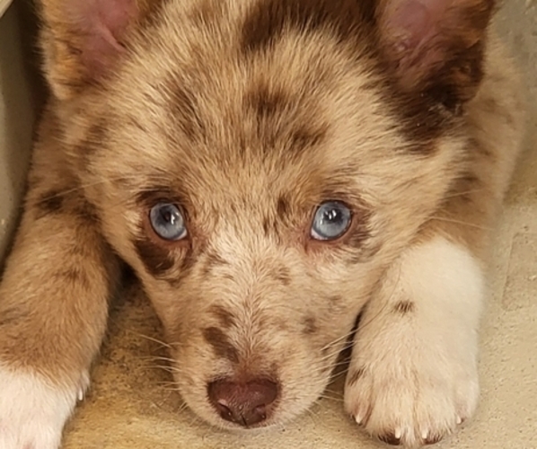 Medium Photo #1 Pomsky Puppy For Sale in VALPARAISO, IN, USA