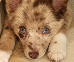 Small Photo #1 Pomsky Puppy For Sale in VALPARAISO, IN, USA