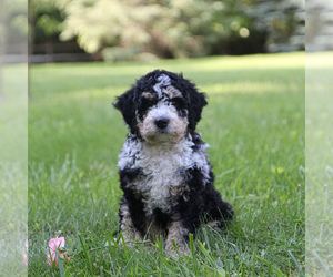 Medium Bernedoodle