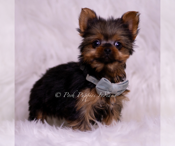 Medium Photo #4 Yorkshire Terrier Puppy For Sale in WARSAW, IN, USA