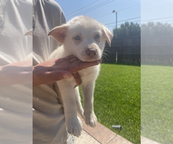 Medium Photo #1 American Pit Bull Terrier-Siberian Husky Mix Puppy For Sale in PLANO, TX, USA