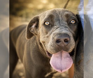 Mastiff-Unknown Mix Dogs for adoption in Goodyear, AZ, USA